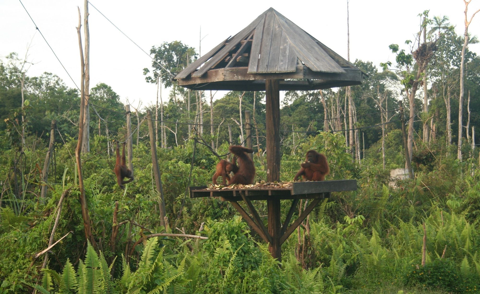 Samboja Lodge Balikpapan  Extérieur photo