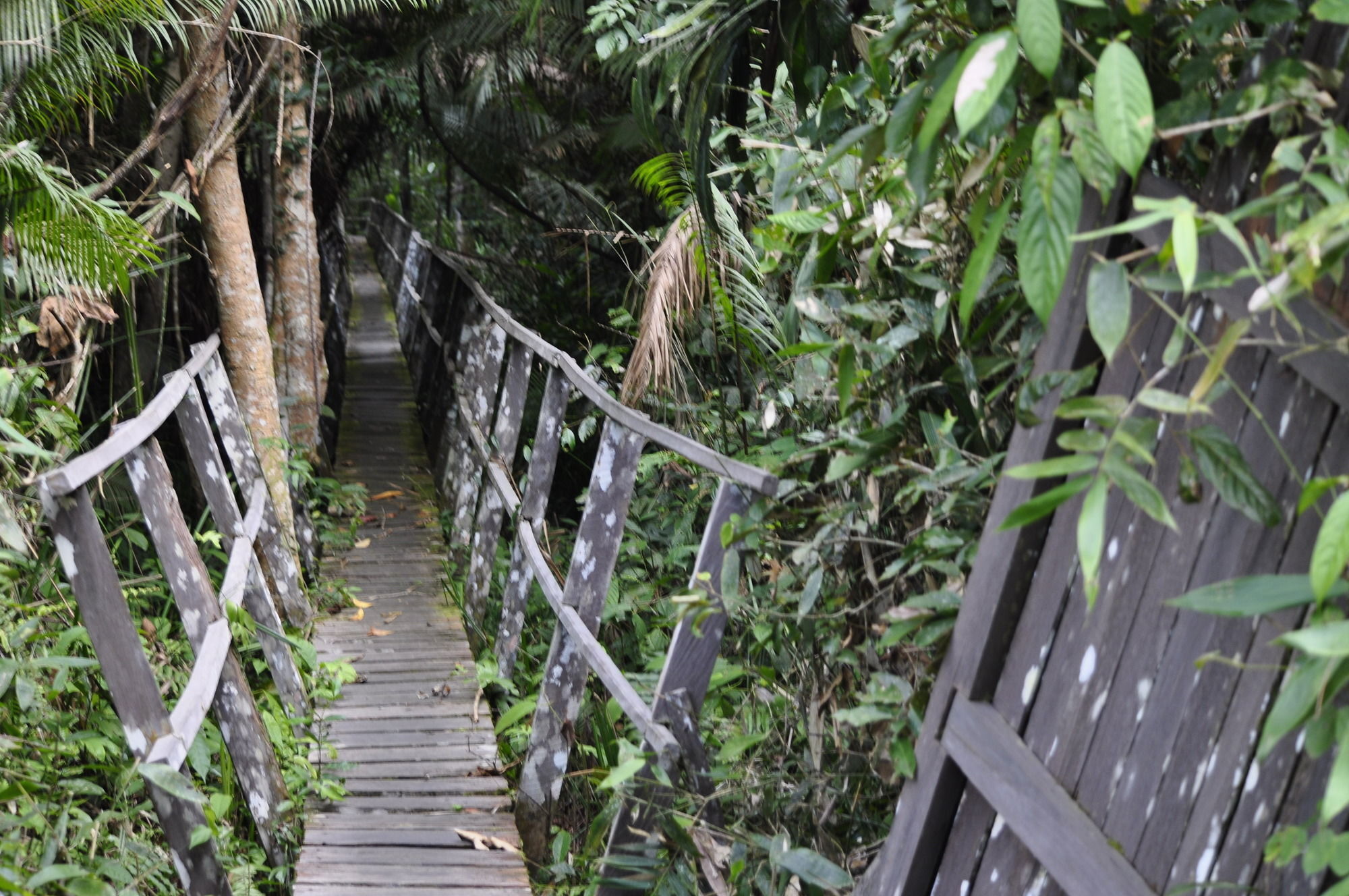 Samboja Lodge Balikpapan  Extérieur photo